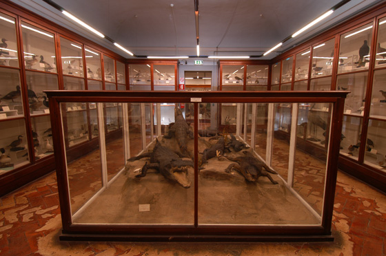 La sala dei coccodrilli e degli uccelli italiani della Specola (Firenze)