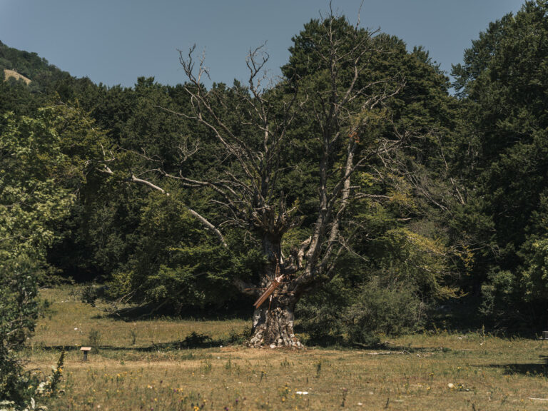 ARTEPARCO, quando un’opera d’arte cambia il destino di un bosco